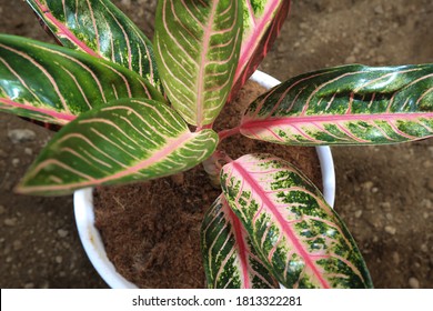 Detail Gambar Bunga Aglaonema Red Sumatra Nomer 36