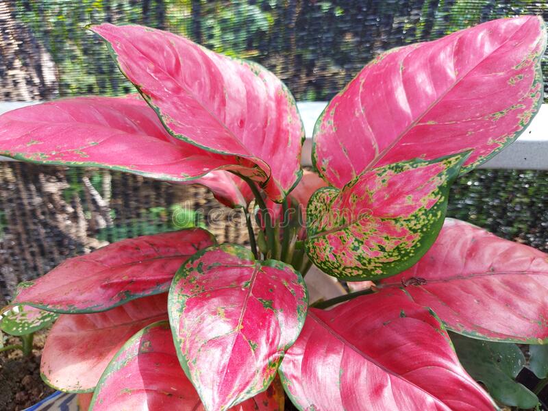 Detail Gambar Bunga Aglaonema Red Sumatra Nomer 37