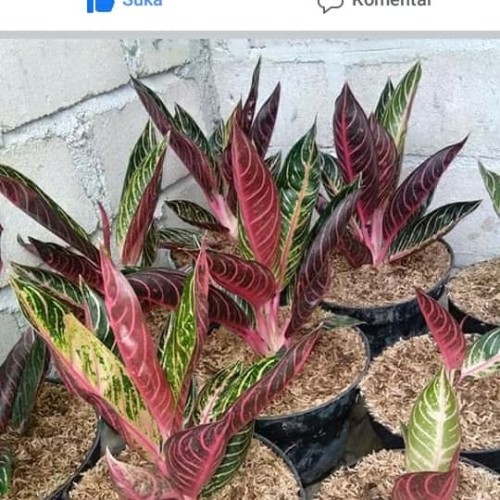 Detail Gambar Bunga Aglaonema Red Sumatra Nomer 38