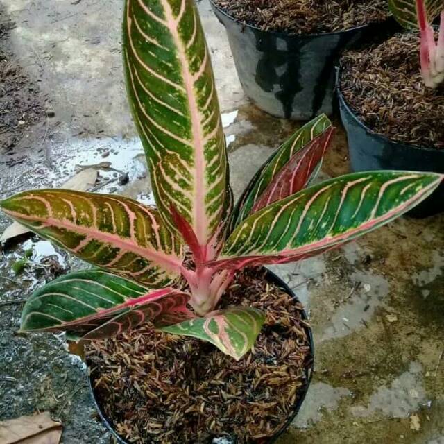 Detail Gambar Bunga Aglaonema Red Sumatra Nomer 42