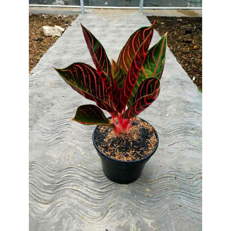 Detail Gambar Bunga Aglaonema Red Sumatra Nomer 46