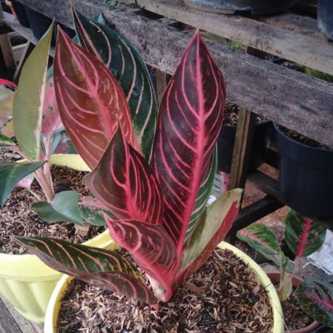 Detail Gambar Bunga Aglaonema Red Sumatra Nomer 52