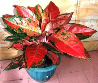 Detail Gambar Bunga Aglaonema Red Sumatra Nomer 58