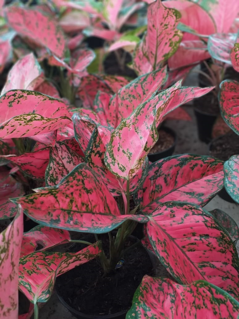 Detail Gambar Bunga Aglaonema Stardust Nomer 3