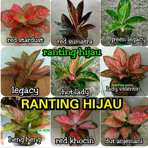 Detail Gambar Bunga Aglaonema Stardust Nomer 28