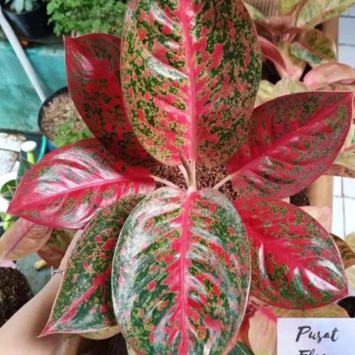 Detail Gambar Bunga Aglaonema Stardust Nomer 38