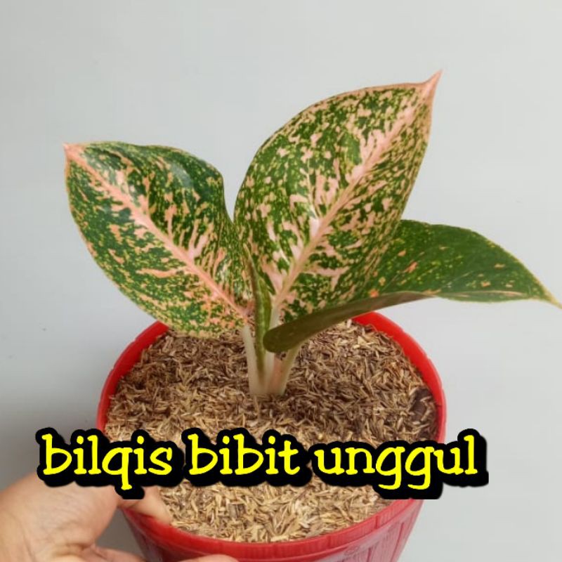 Detail Gambar Bunga Aglaonema Stardust Nomer 43