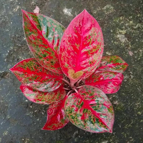 Detail Gambar Bunga Aglaonema Stardust Nomer 50