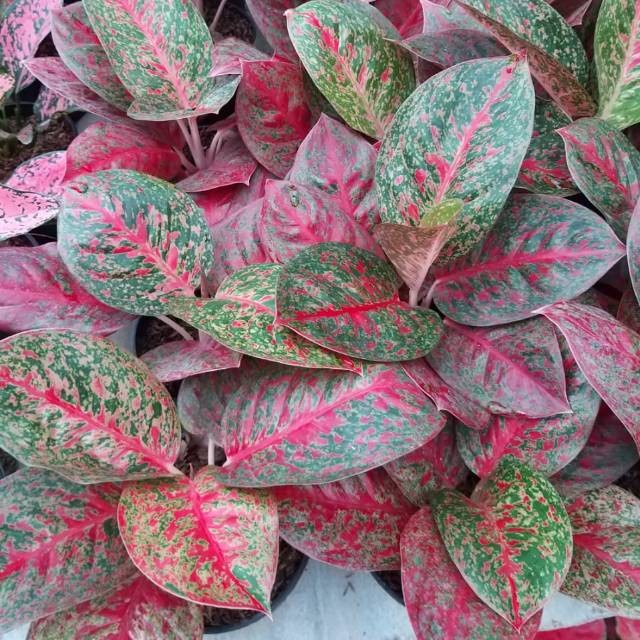 Detail Gambar Bunga Aglaonema Stardust Nomer 53