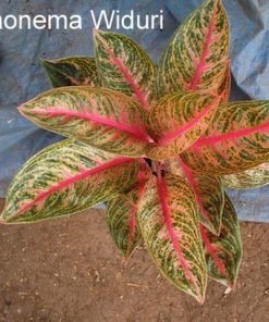 Detail Gambar Bunga Aglaonema Widuri Nomer 2