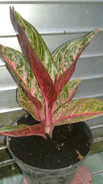 Detail Gambar Bunga Aglaonema Widuri Nomer 12