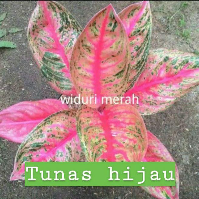 Detail Gambar Bunga Aglaonema Widuri Nomer 14