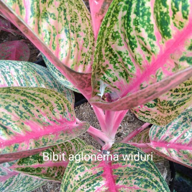 Detail Gambar Bunga Aglaonema Widuri Nomer 23