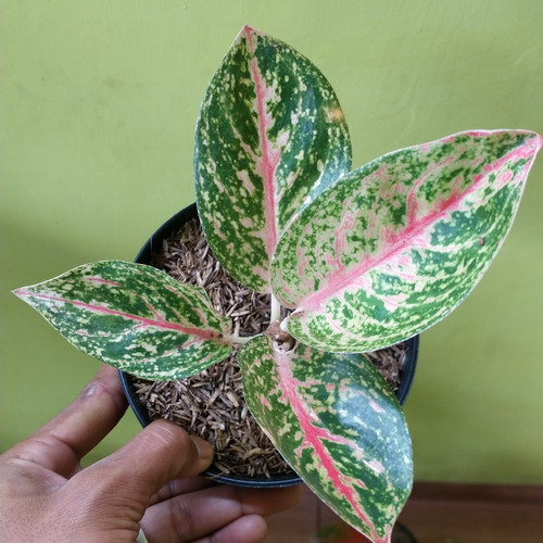 Detail Gambar Bunga Aglaonema Widuri Nomer 25