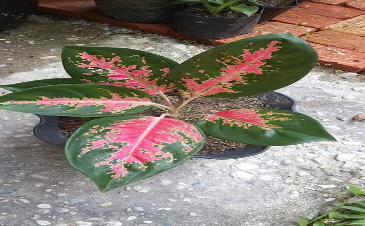 Detail Gambar Bunga Aglaonema Widuri Nomer 43