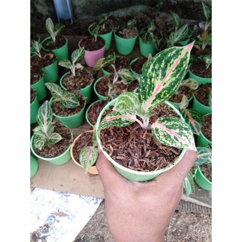 Detail Gambar Bunga Aglaonema Widuri Nomer 51