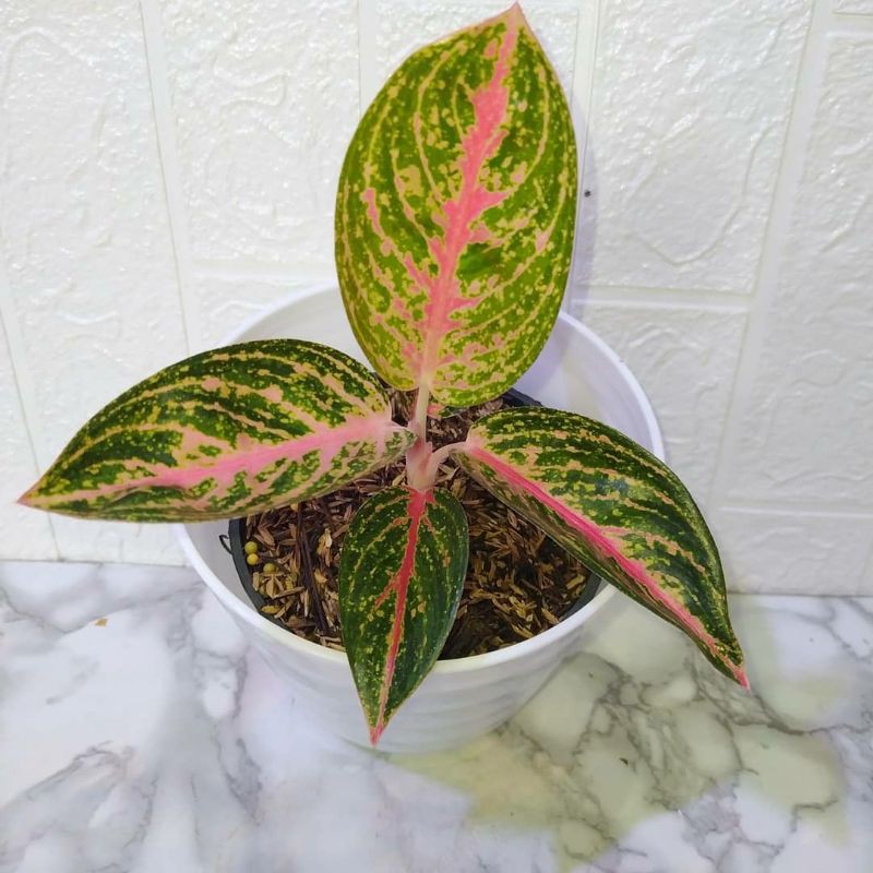 Detail Gambar Bunga Aglaonema Widuri Nomer 57