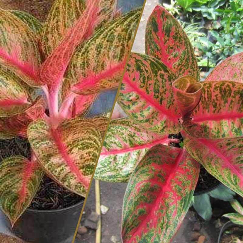 Detail Gambar Bunga Aglaonema Widuri Nomer 8