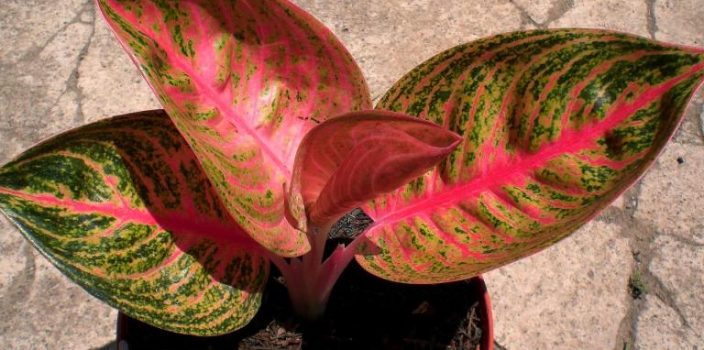 Detail Gambar Bunga Aglaonema Widuri Nomer 10