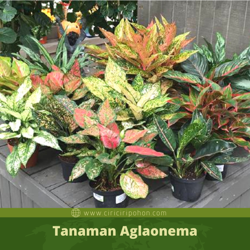 Detail Gambar Bunga Aglaonema Yang Mahal Nomer 13