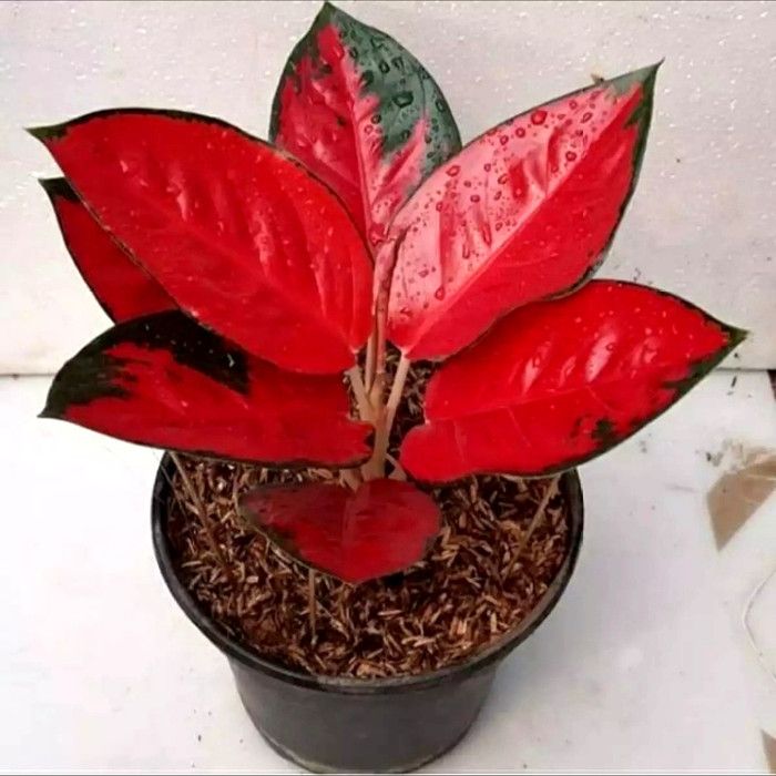 Detail Gambar Bunga Aglaonema Yang Mahal Nomer 24