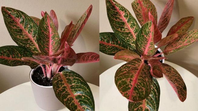 Detail Gambar Bunga Aglaonema Yang Mahal Nomer 25