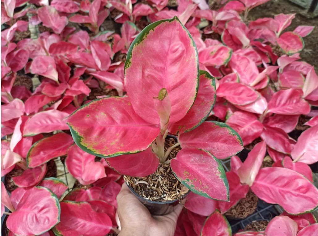 Detail Gambar Bunga Aglaonema Yang Mahal Nomer 29