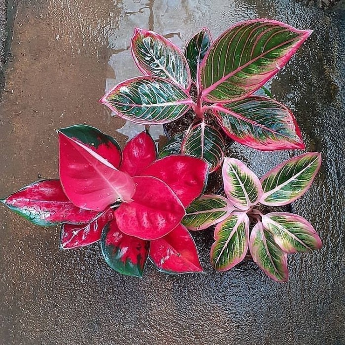 Detail Gambar Bunga Aglaonema Yang Mahal Nomer 41