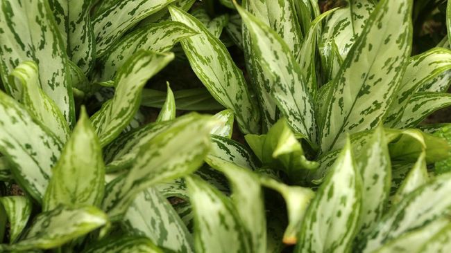 Detail Gambar Bunga Aglaonema Yang Mahal Nomer 44