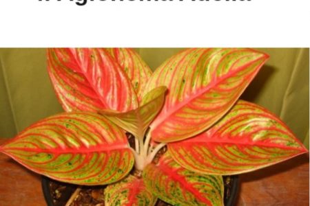 Detail Gambar Bunga Aglaonema Yang Mahal Nomer 45