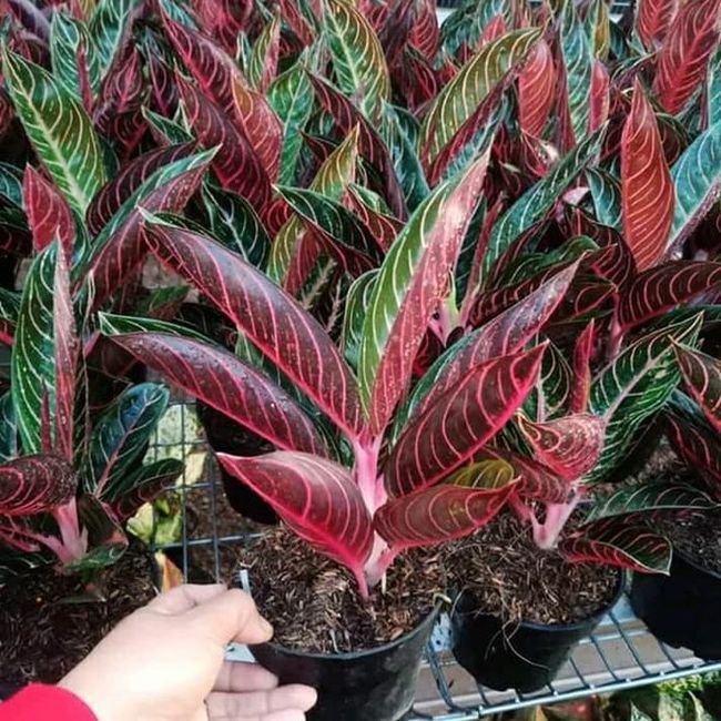 Detail Gambar Bunga Aglaonema Yang Mahal Nomer 50