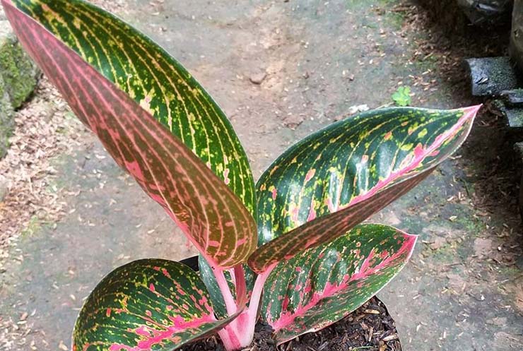 Detail Gambar Bunga Aglaonema Yang Mahal Nomer 53