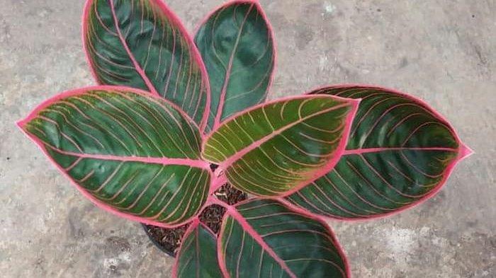 Detail Gambar Bunga Aglaonema Yang Mahal Nomer 8