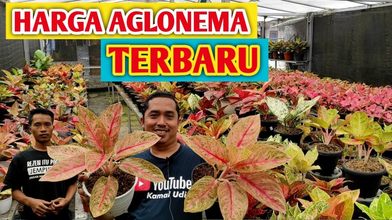 Detail Gambar Bunga Aglonema Nomer 50