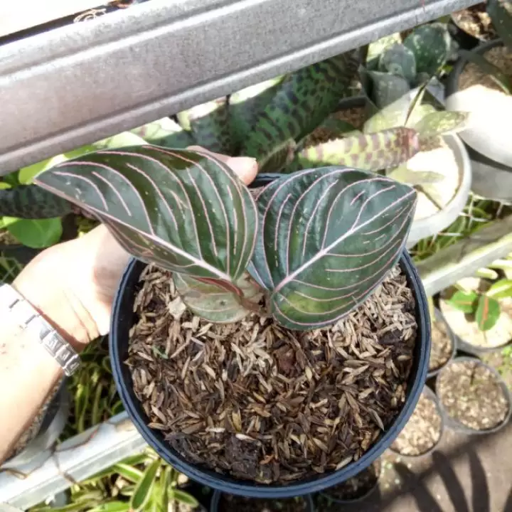 Detail Gambar Bunga Aglonema Aceh Nomer 34