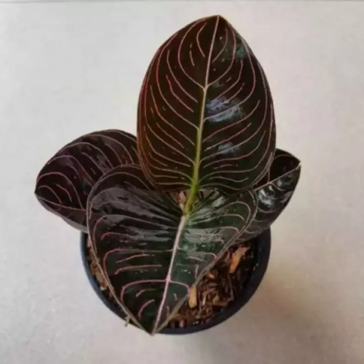 Detail Gambar Bunga Aglonema Aceh Nomer 5
