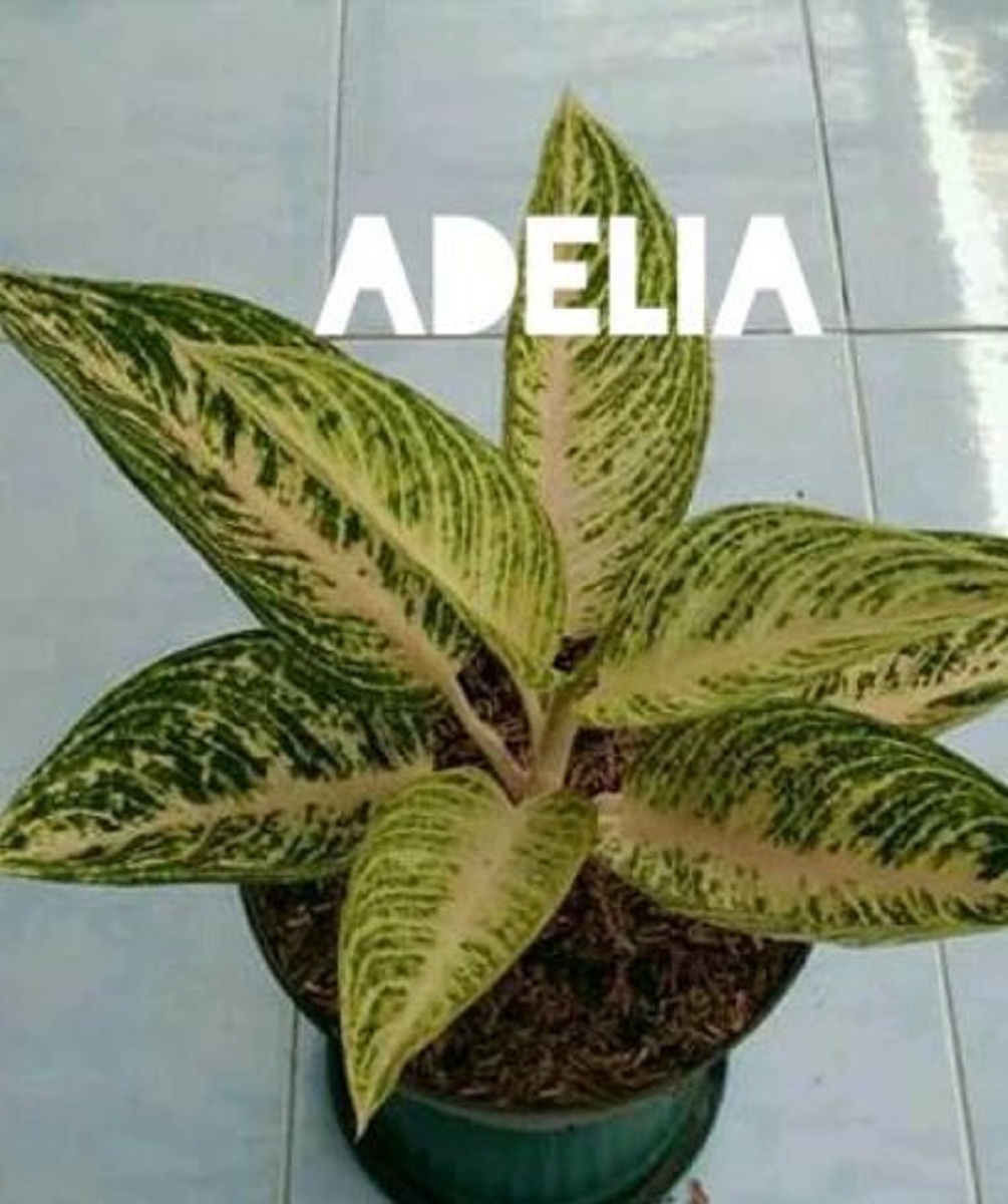 Detail Gambar Bunga Aglonema Adelia Nomer 28