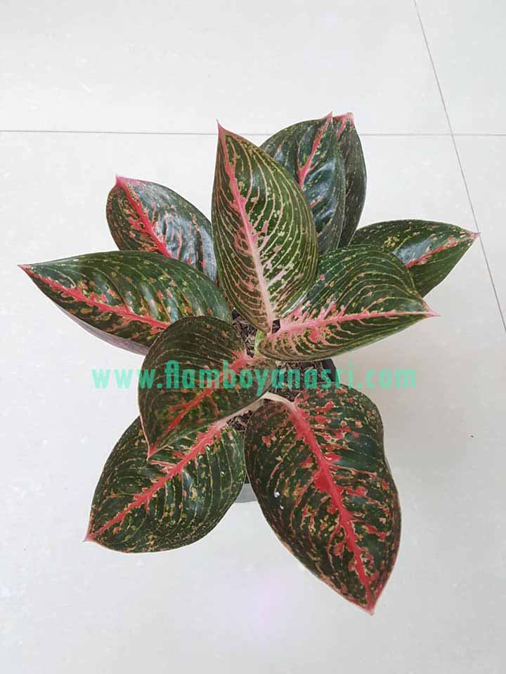 Detail Gambar Bunga Aglonema Adelia Nomer 37