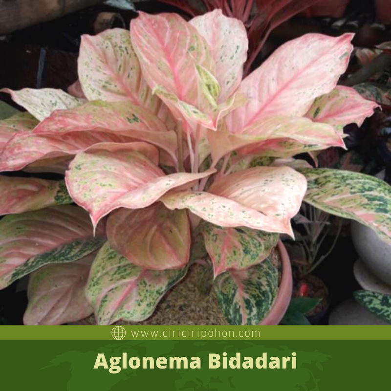 Detail Gambar Bunga Aglonema Bidadari Nomer 26