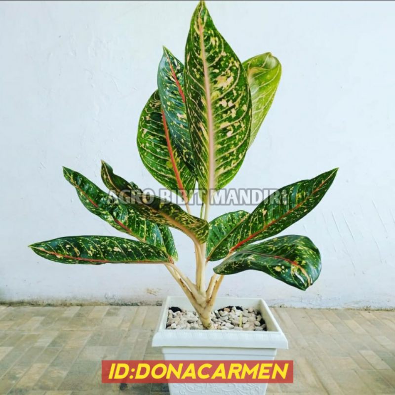 Detail Gambar Bunga Aglonema Donacarmen Nomer 21