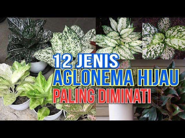 Detail Gambar Bunga Aglonema Hijau Nomer 26