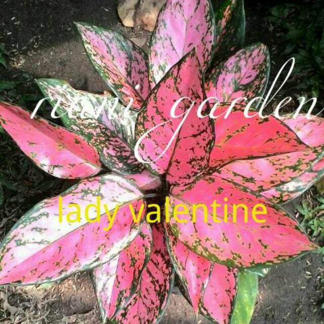 Detail Gambar Bunga Aglonema Lady Valentine Nomer 2