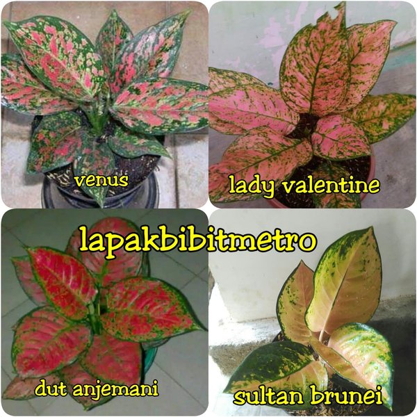 Detail Gambar Bunga Aglonema Lady Valentine Nomer 43