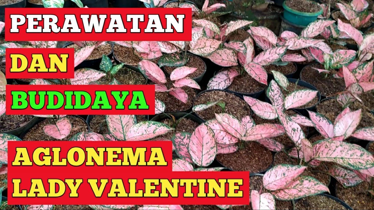 Detail Gambar Bunga Aglonema Lady Valentine Nomer 52