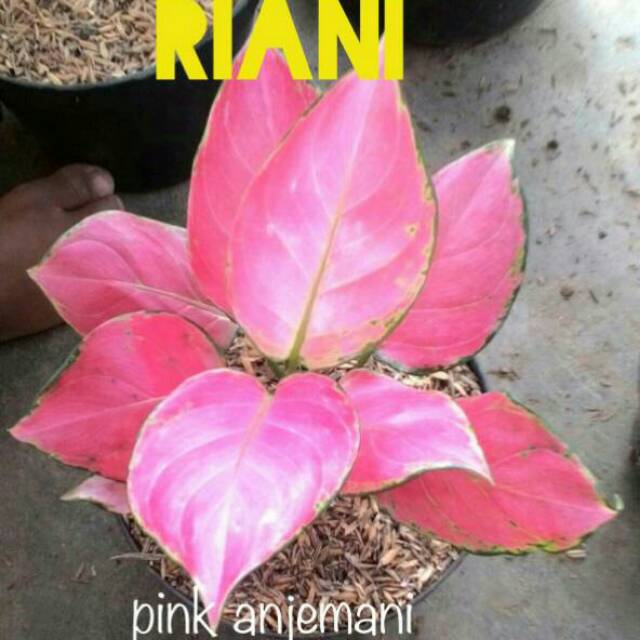 Detail Gambar Bunga Aglonema Pink Nomer 18