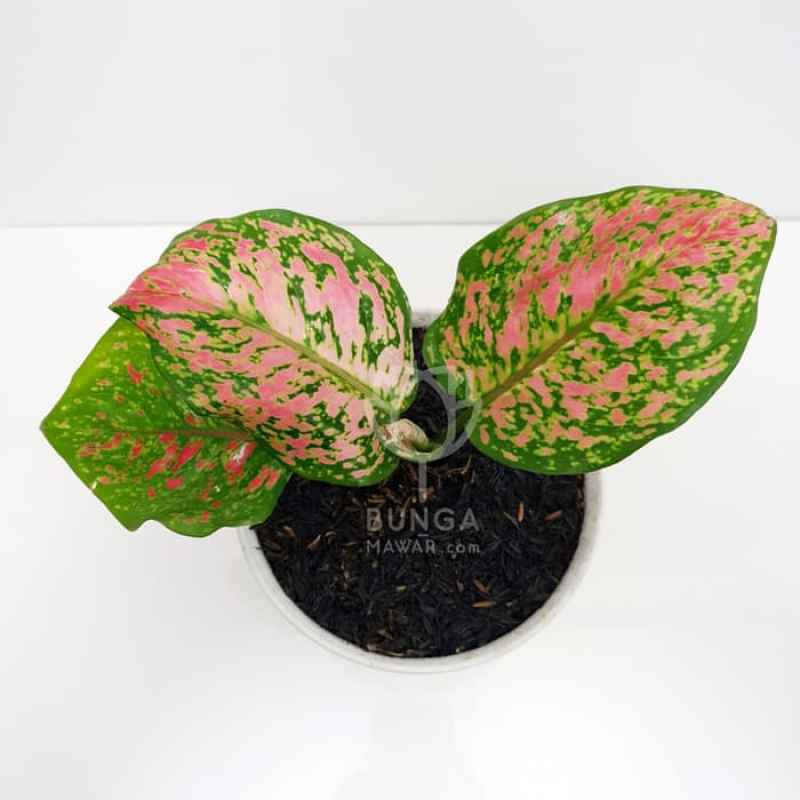 Detail Gambar Bunga Aglonema Pink Nomer 45