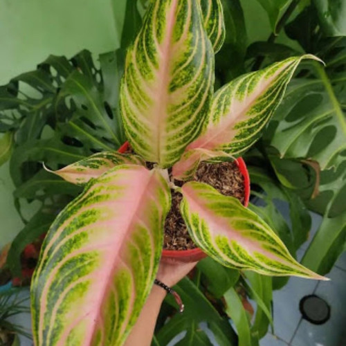 Detail Gambar Bunga Aglonema Pink Nomer 48
