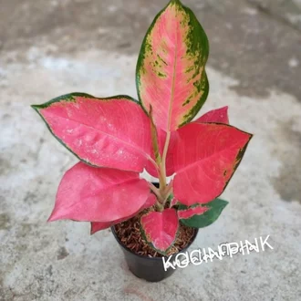 Detail Gambar Bunga Aglonema Pink Nomer 54