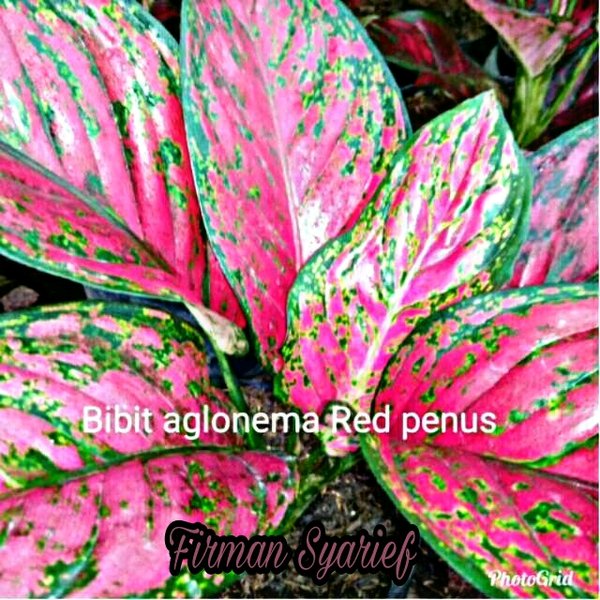 Detail Gambar Bunga Aglonema Red Nomer 14