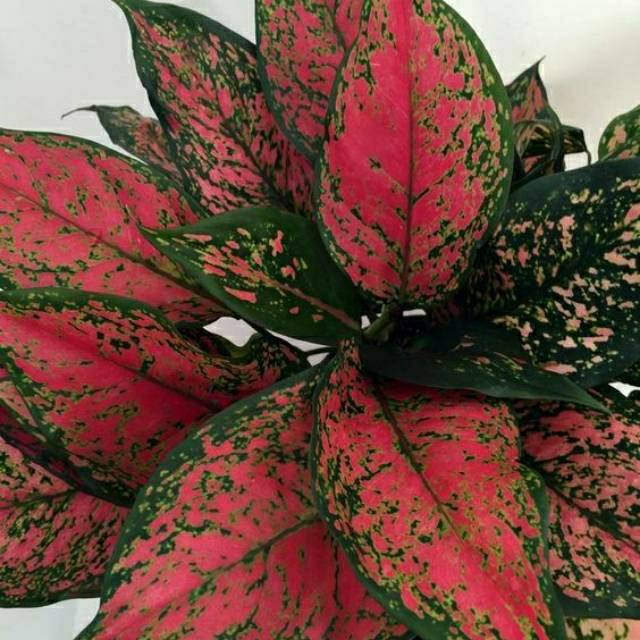 Detail Gambar Bunga Aglonema Red Nomer 15